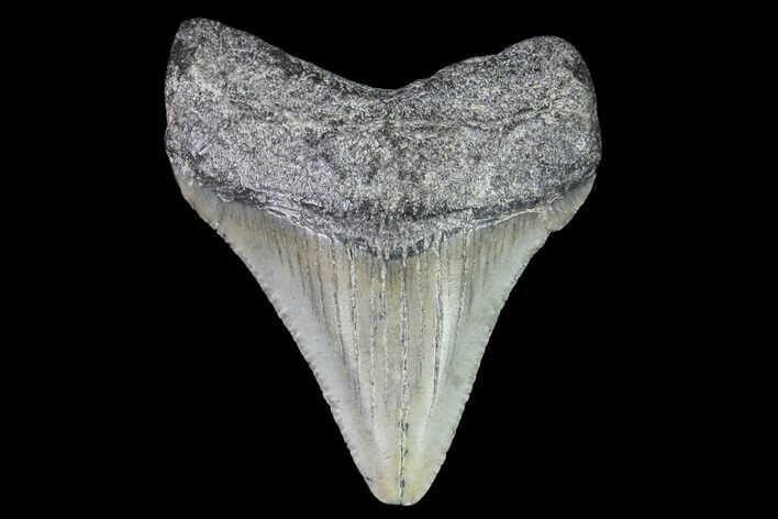 Juvenile Megalodon Tooth - Georgia #83617